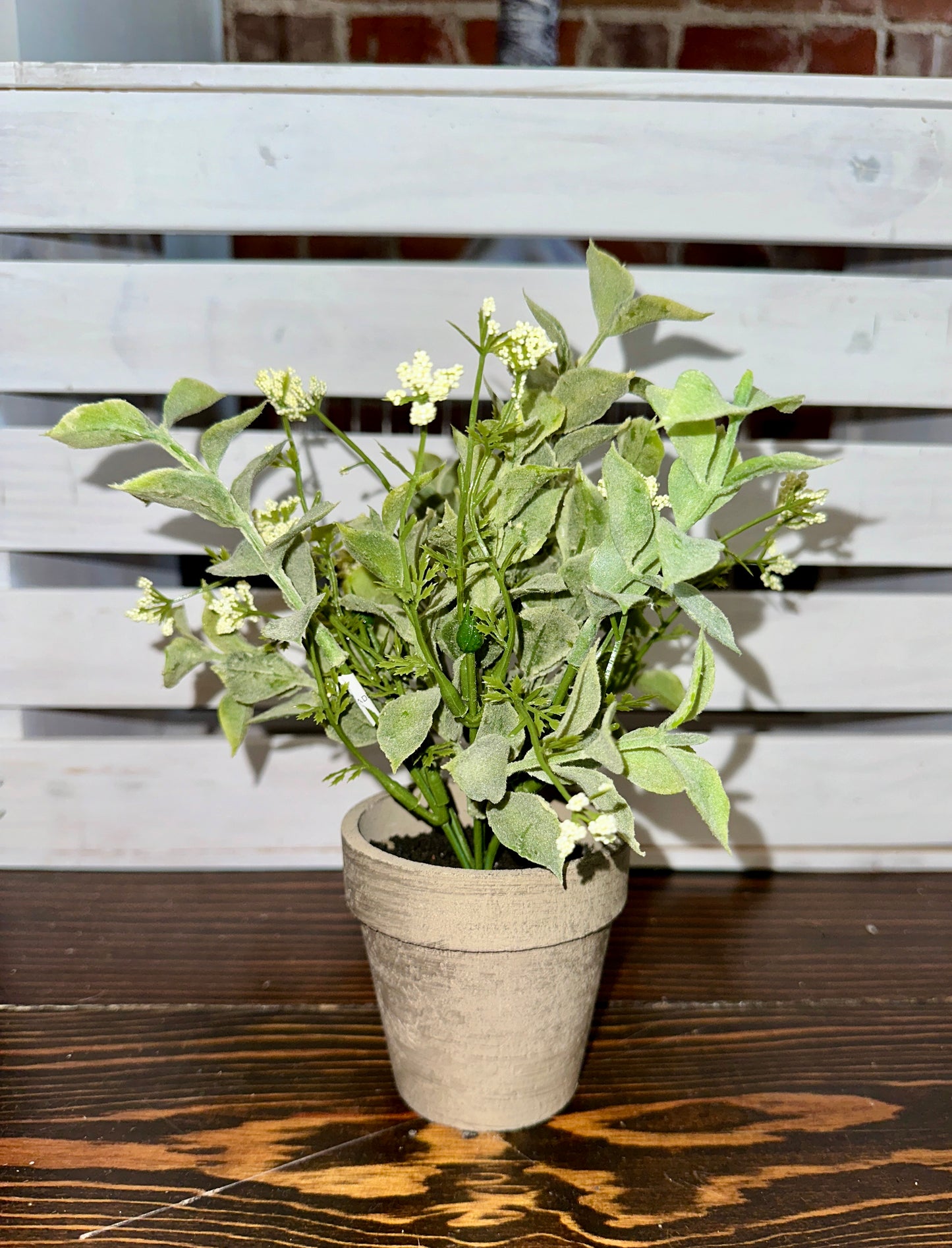 Mini Succulent