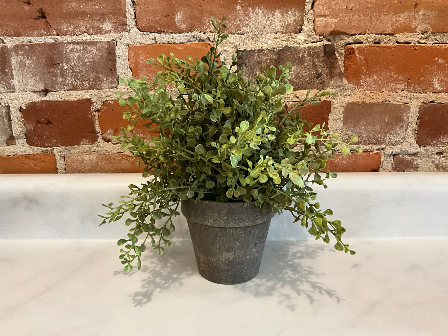 Potted Plant