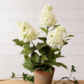 White Hydrangea Pot