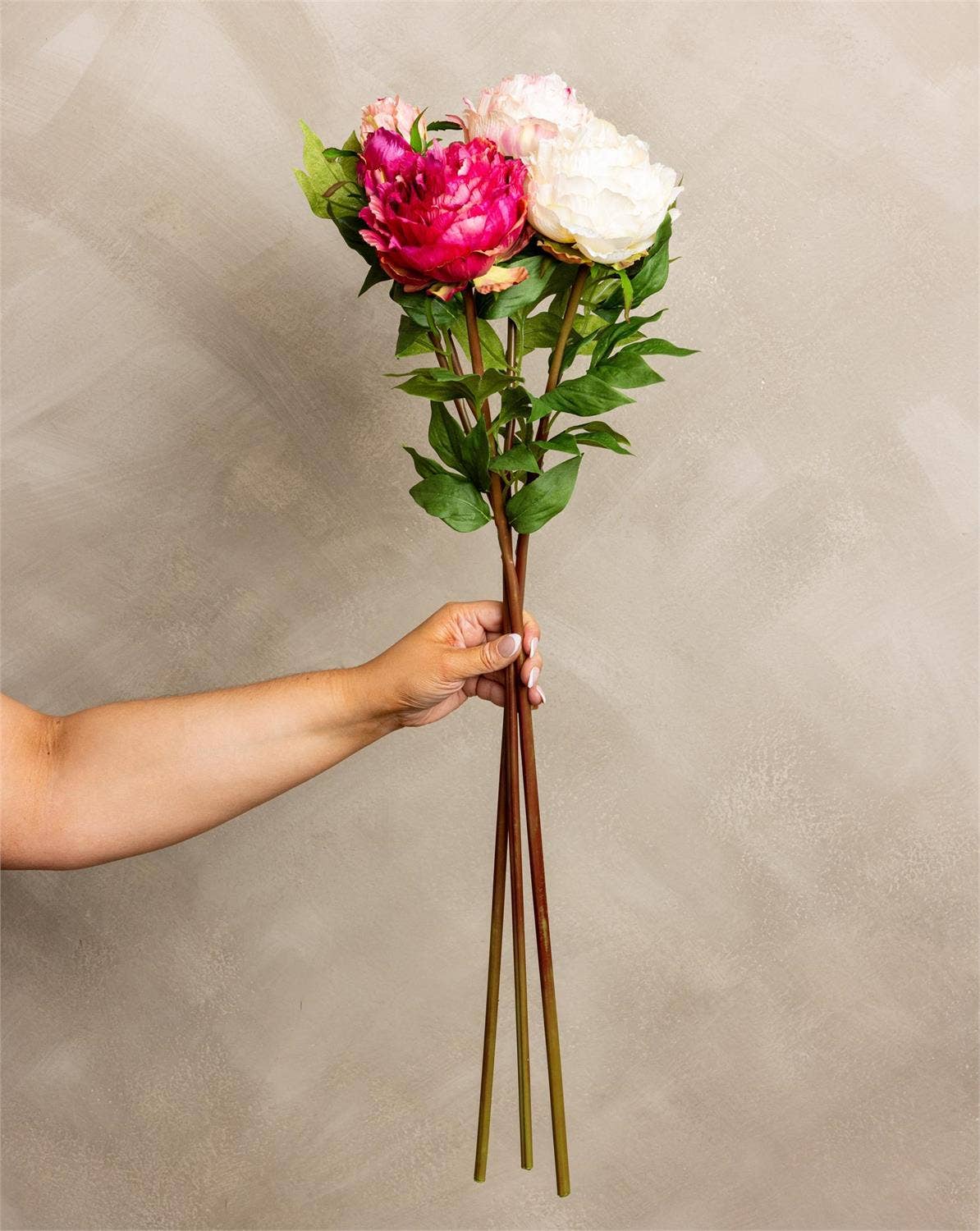 Peony With Bud Stem