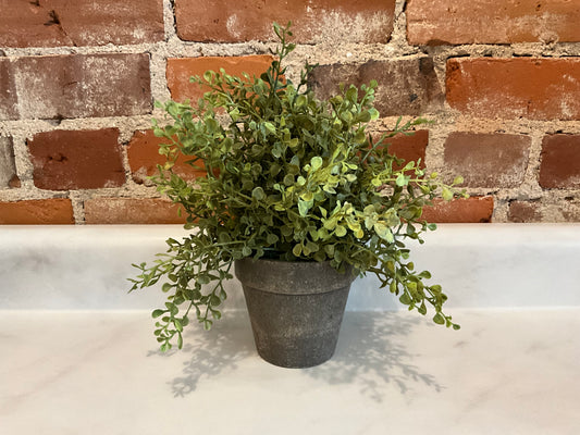 Potted Plant