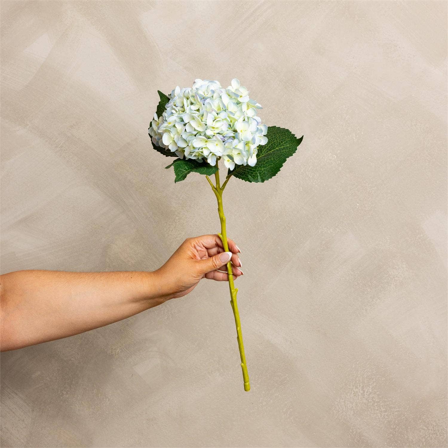 Hydrangea Light Blue Stem