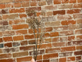 Taupe Seeded Stem