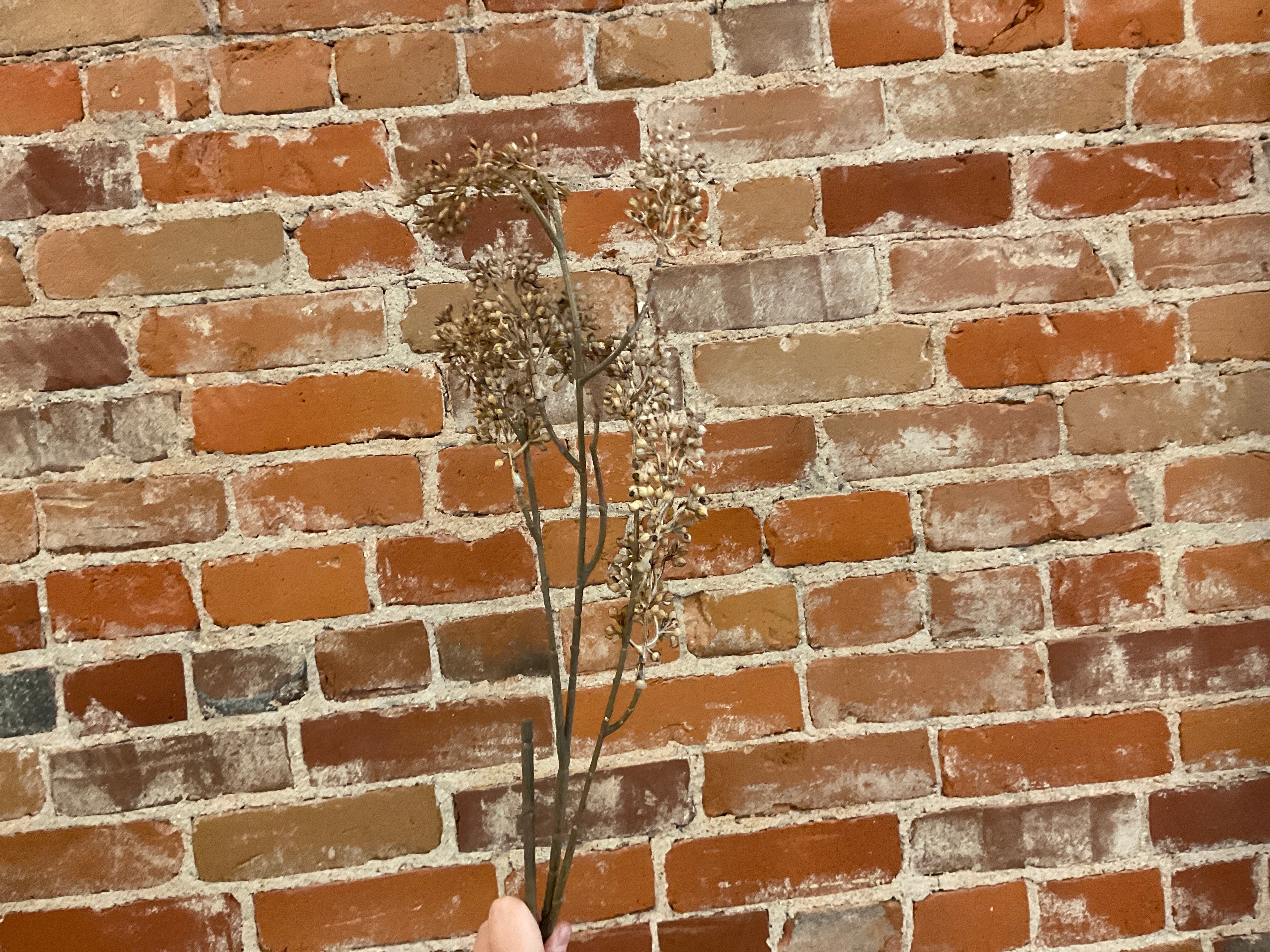 Taupe Seeded Stem