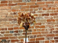 Single Orange Hydrangea