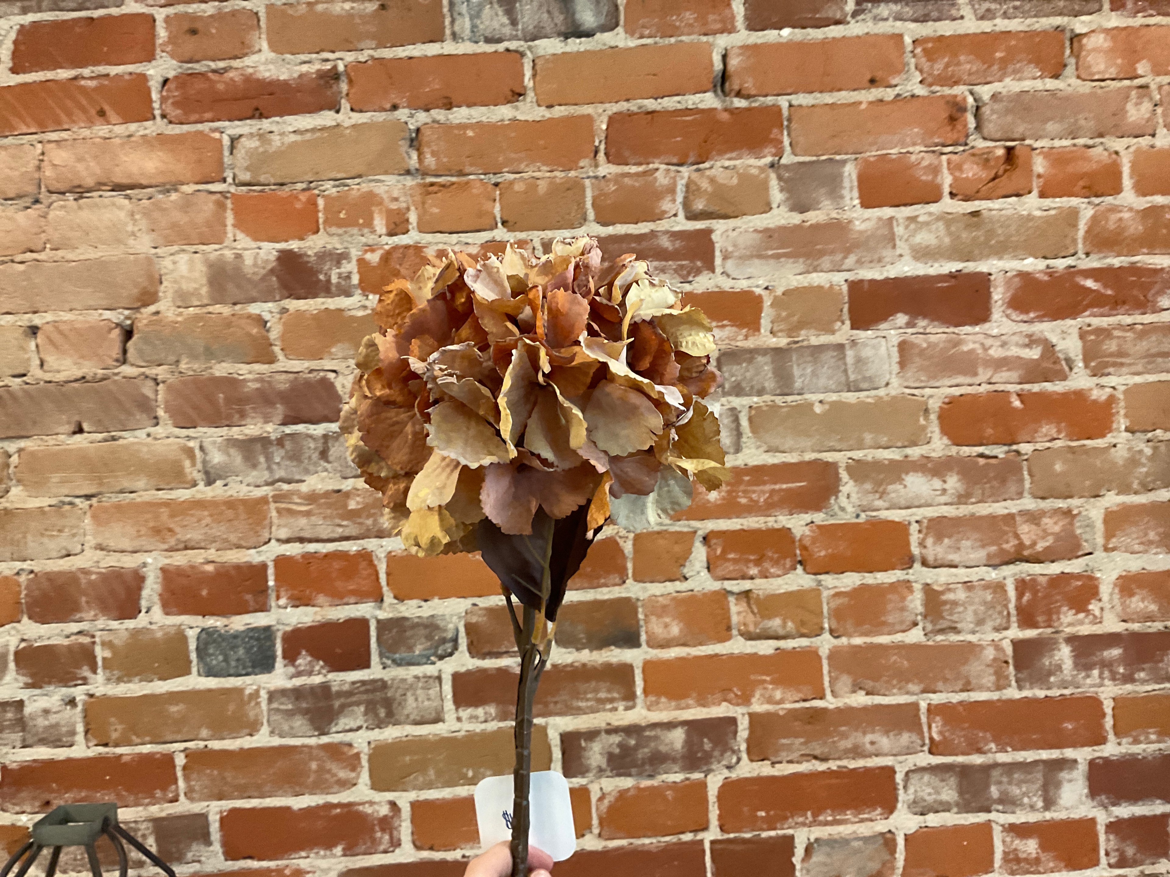 Single Orange Hydrangea